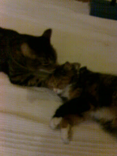 My eldest sister's cats; the male tabby, Neeko (left) and the female ...