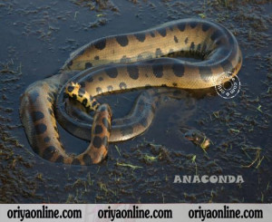 Related Pictures anaconda snake eating human video