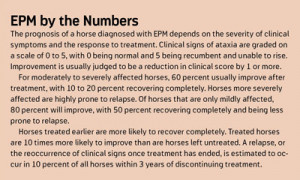 Can an EPM Horse Be Ridden Again?