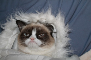 Why I Still Love Grumpy Cat, and I WILL NOT Stop the Effery.