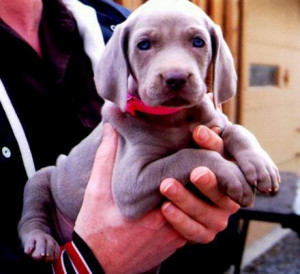 Great Dane Puppy with Blue Eyes