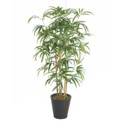 Bamboo Plants from India