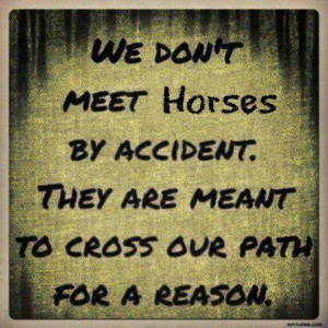 Horses - NO ACCIDENTS!!!!!
