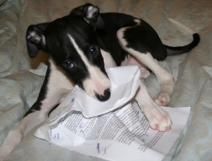 dog eating paper