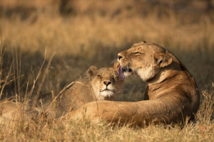 Mothers Love, Lions, Moremi, Botswana
