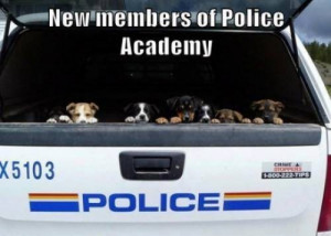 Cute photo of puppies in a police car