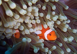 The Best Beginner Saltwater Fish