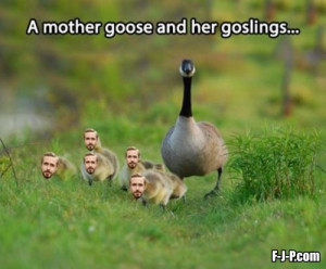 mother goose and her goslings photo image joke