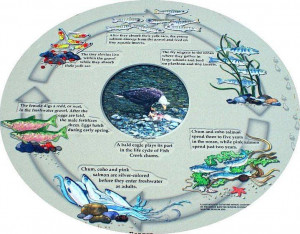 Salmon Life Cycle Photograph