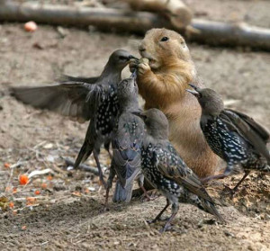 Funny photos funny squirrel eating nut birds