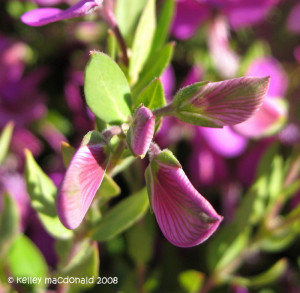 Picture 7 of Sweet Pea Bush Polygala myrtifolia var grandiflora