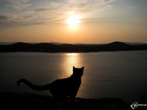 HD Immagine, Cat SMOT al tramonto, silhouette, tramonto, gatto, cielo ...