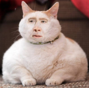 Nicolas-Cage-Cats8