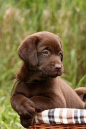labrador pup--precious. Looks like our Chloe-first baby