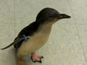 ... Viral Videos of the Week: Even Cute Penguins Can't Beat Rebecca Black