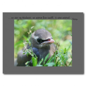 Baby Bird Inspirational Kindness Quote Postcard