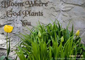 God Plants You Well