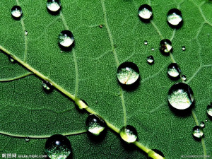 绿叶 水珠 水滴 露水