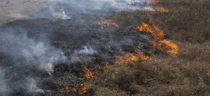 Oklahoma prescribed burning workshops aid producers in land management ...