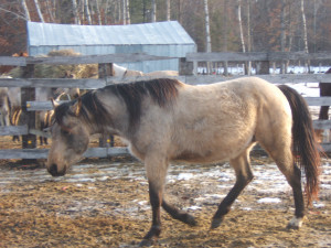 Dunskin Roan Quarter Horse 3 by Deamon-Stock