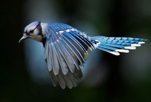 beautiful blue bird flying feathers