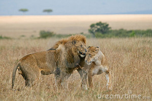 lion and lioness love quotes african lion and lioness