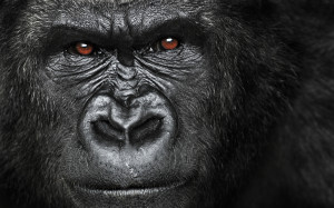 Angry Gorilla Face