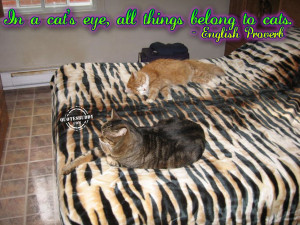 ... .com/uploads/2009/07/cat-quotes-graphics-6-500x375.jpg[/img][/url