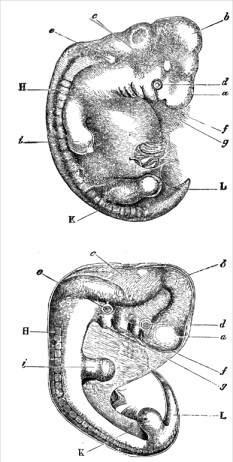 Figure 1: Shows a human embryo, from Ecker, and a dog embryo, from ...