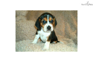ranger-small-beagle--puppydog-beagle-puppy-6ed24530-2c68-48f2-a4d4 ...