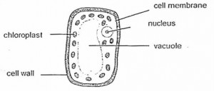 7th Grade Animal Cell Diagram