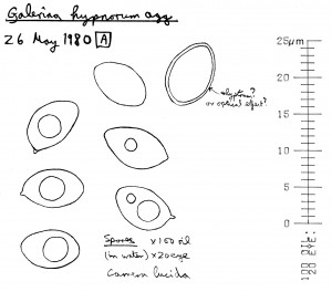 ... hypnorum (Schrank) Kühner (Moss Bell), Spores - highly magnified