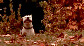 But it's true. Cats are smarter than dogs, and more attractive... and ...