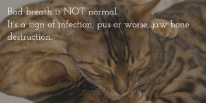 Dental Quotes & Images to Share with your Veterinary Clients during ...