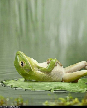 Funny Frog Photo