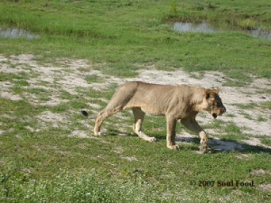 Lioness at Chobe National Park: Even when you know you are safe in ...