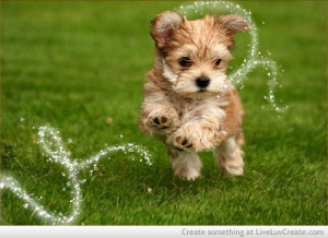 download cute puppy love quotes wallpaper loadpapercom free