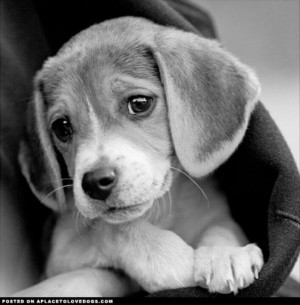 Baby Beagle