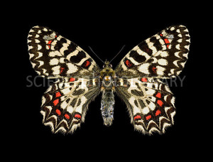 Spanish Festoon Butterfly
