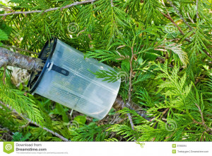 Stock Images Plant Propagation
