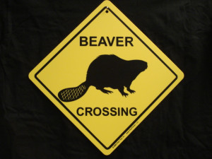 ENLARGE - Beaver Crossing Sign - Funny Cute Canada Lake Creek River ...