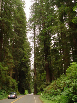 Tree Redwood National Park