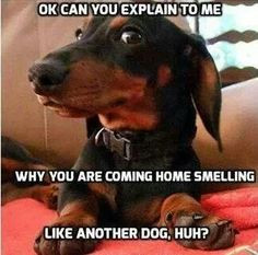 Funny picture quotes With Dachshunds , Doxies , Wiener dogs, Wienies ...
