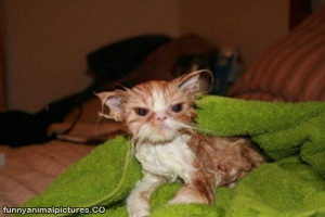 Views : 2324 | Rating: 5 | Posted: 2/12/2012