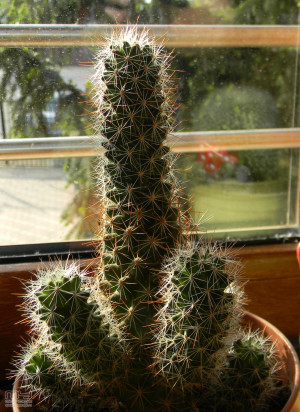 Cactus, funny and plants pictures