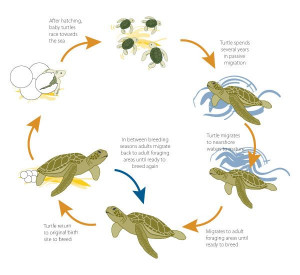 Green Sea Turtle Chart | Characteristics of Sea TurtlesCycling Diagram ...