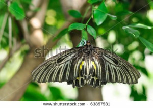 stock-photo-big-black-yellow-butterfly-hold-on-green-leaf-63857581.jpg