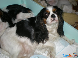Cuccioli di Cavalier king Charles Spaniel Foto n 1
