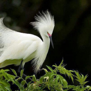 Beautiful Bird, Great Quote