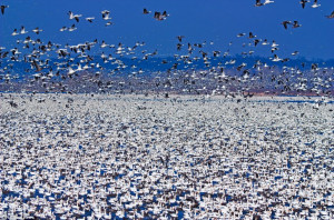 You think Heathrow is bad? A million snow geese stop over at wildlife ...